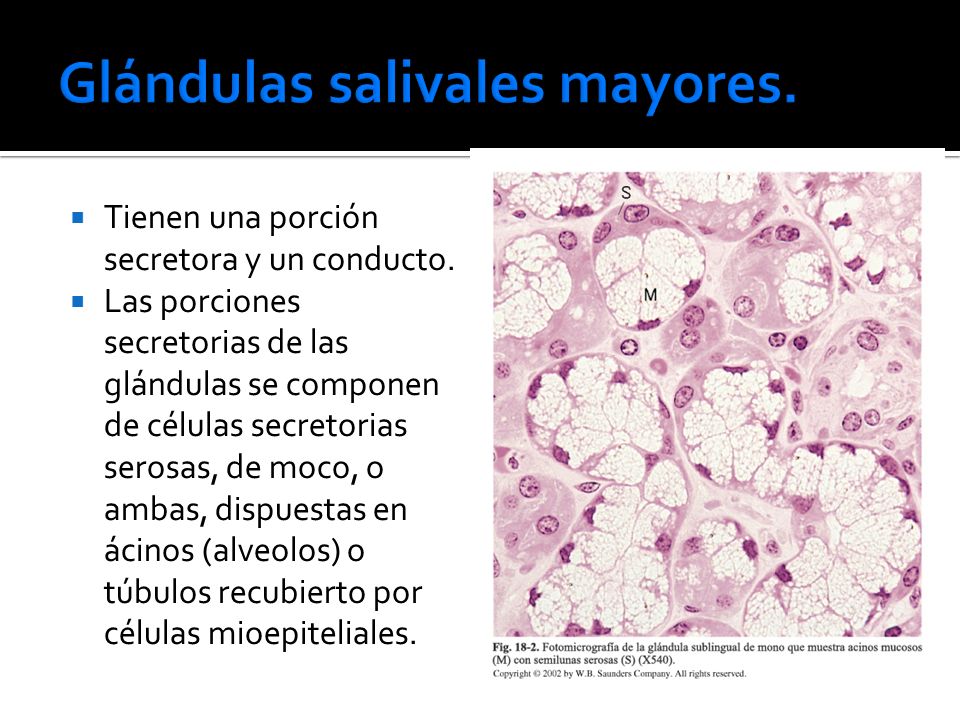 Glandulas salivales mayores histologia